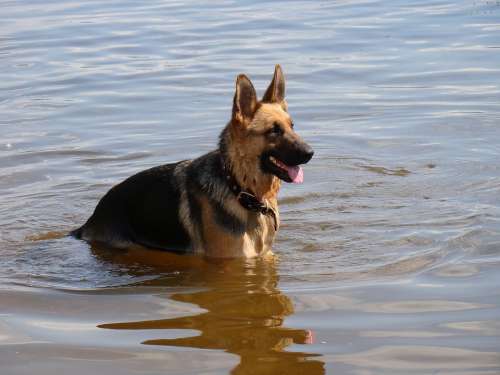 Dog Shepherd In The Water River Ripple Sun