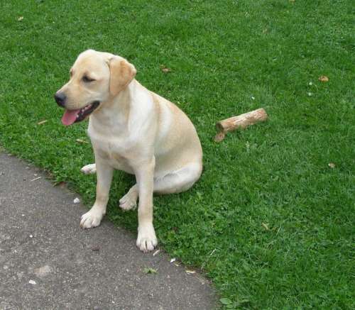 Dog Labrador Retriever Animal Smile Outdoors
