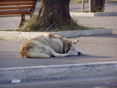 Dog Sleep Road Canino Animal Pet Beast