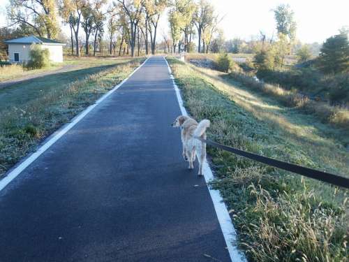 Dog Walking Leash Pathway Park Outdoors Nature