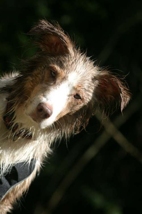 Dog Pet Australian Shepherd Wet Portrait Head