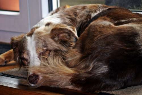 Dog Sleeping Australian Shepherd Merle Pet Jolly