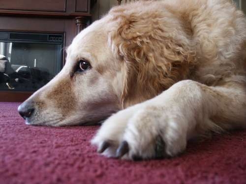 Dog Relaxing Pet Canine Labrador Golden Retriever