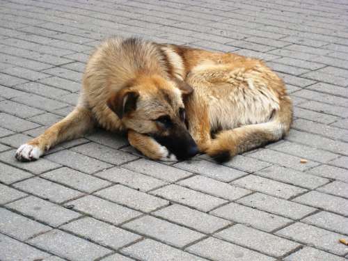 Dog Astronira Homeless Animal Waits Sleep