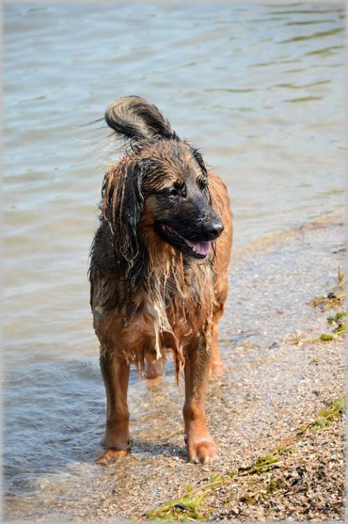 Dog Dogs Pet Outdoor Ball Playing Animal Animals