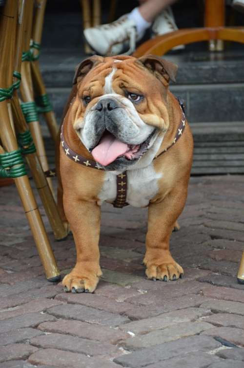 Dog Pet Holland Outdoor Posing Animal Happy