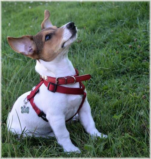 Dog Dogs Pet Jack Russell Terrier Breed Puppy