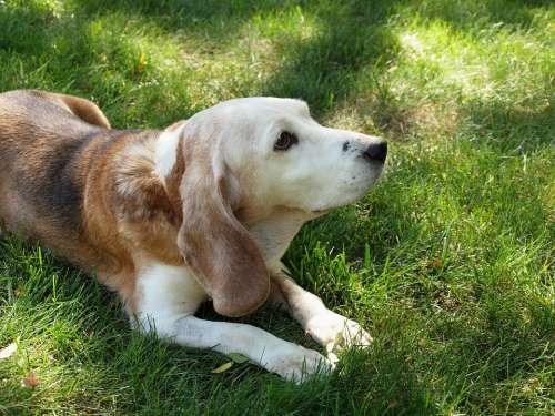 Dog Beagle Old Senior Friend Homeless
