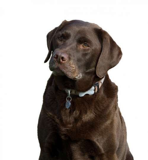 Dog Labrador Chocolate Brown Isolated White