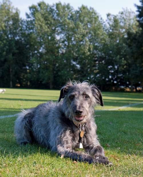 Dog Animal Beautiful Lurcher Gray Grey Close-Up