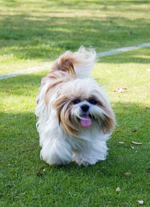 Dog Shih Tzu Animal Beautiful Cute Pet Walking