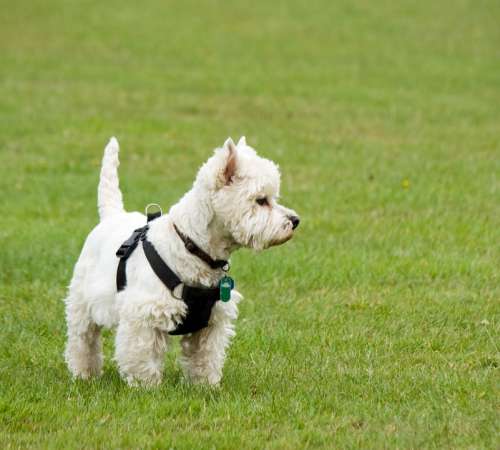 Dog Westie West Highland Terrier