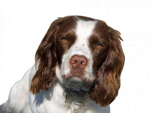 Dog English Springer Spaniel Springer Spaniel