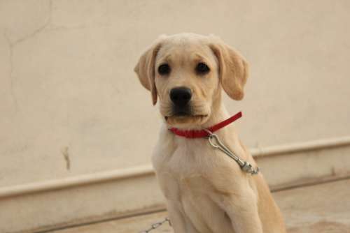 Dog Looking Silent Labrador Brown Eyes Bold Look