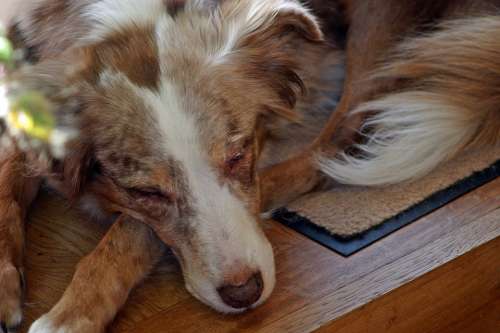 Dog Australian Shepherd Pet Sleeping Red Merle