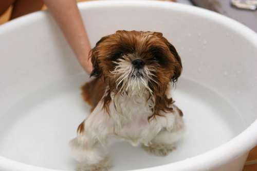 Dog Puppy Bath Water Dara