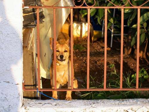 Dog Pet Brown Wistful Pooch Behind Bars Caged