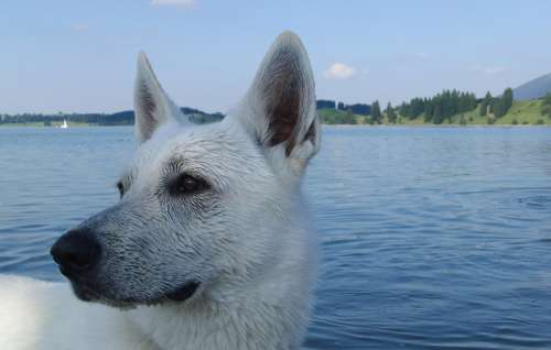 Dog Schäfer Dog White Shepherd Lake Dogs Animal