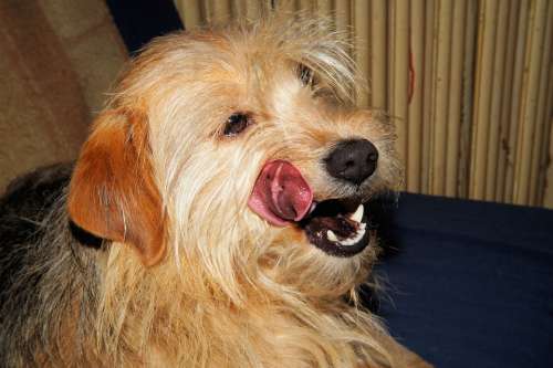Dog Terrier Head Female Pet Delicious