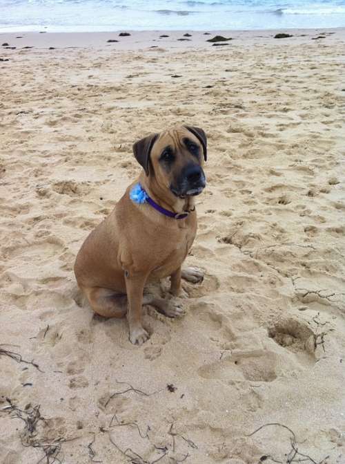 Dog Sad Sitting Shelly Beach Pet Canine