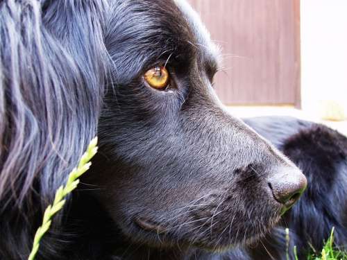 Dog Macro Animal Eyes