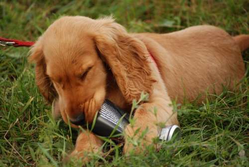 Dog Spaniel Puppy Coocker Animal Fun Doggy