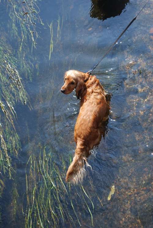 Dog Water Doggy Animal Fun Fur Coat River Bathe