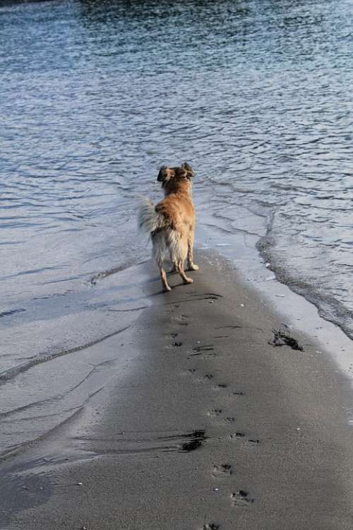 Dog Beach Sand Sea Water End Flood