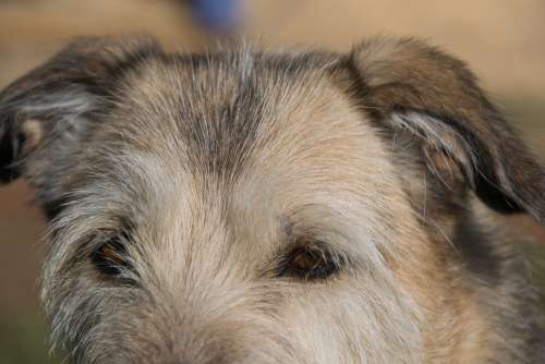 Dog Dog Eyes Hybrid Fur Mammal Close Up Pet