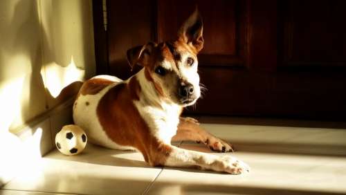 Dog Relaxed Dog Animal Brown Dog Pet Jack Russell