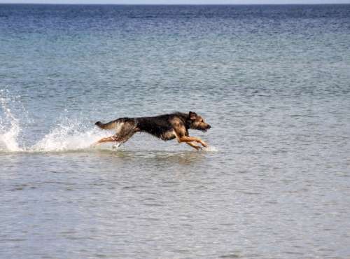 Dog Baltic Sea Sea Run Race By The Water Animal