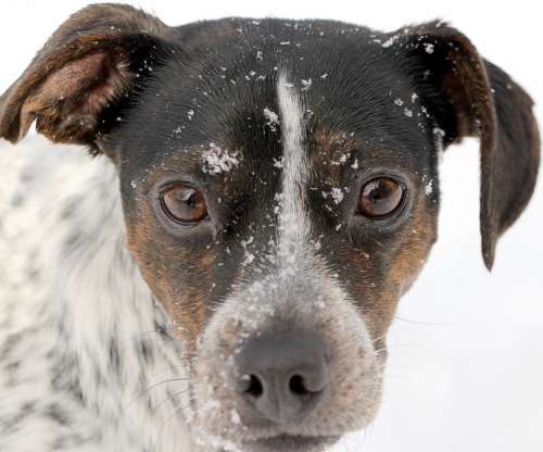 Dog Portrait Black White Snow Face Nose Play