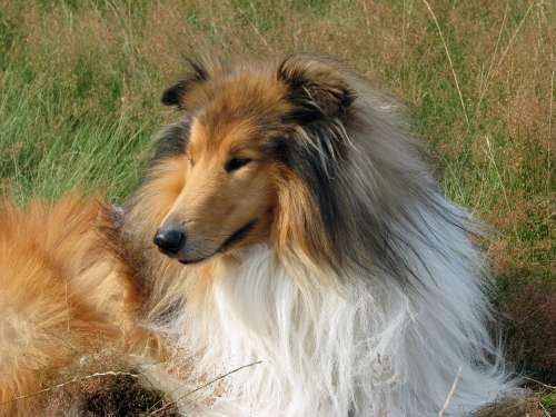 Dog Collie Rough Collie Lassie Scottish Collie