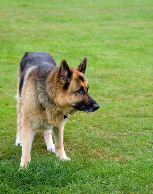 Dog German Shepherd Alsatian Animal Pet Canine