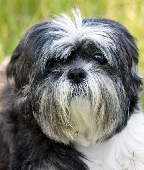 Dog Shih Tzu Portrait Close-Up Face Cute