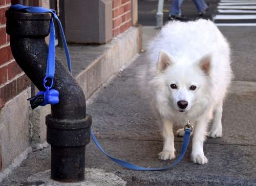 Dog Leash Protect Anger Growl City Pet Street