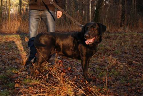 Dog Labrador Black Forest Animal A Yorkshire