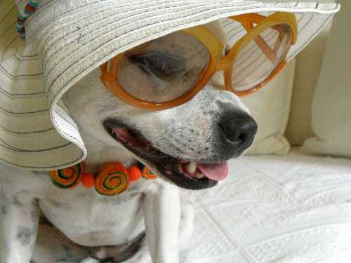Dog Animal Terrier Portrait Beauty