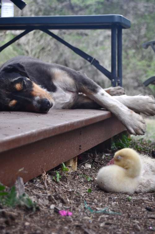 Dog Gosling Goose Geese Friends Sleeping