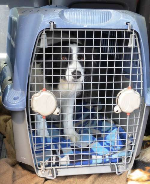 Dog Doggy Breed Thoroughbred Border Cage Animal