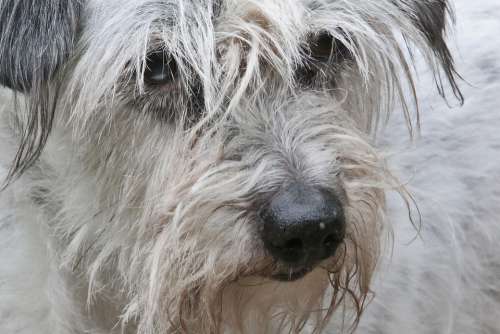 Dog Fur Hybrid Animal Portrait Face Hair