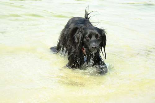 Dog Animal Sight Coat Snout Gear Joy Lake Water