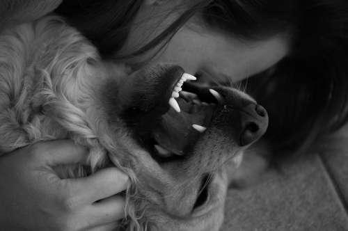 Dog Amici Cuddles Love Animal