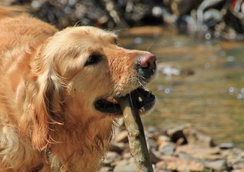 Dog Dogs Animal Portrait Animal Portrait Head