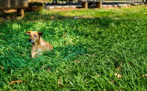 Dog Alone Green Grass Lawn Spring Stray Dog