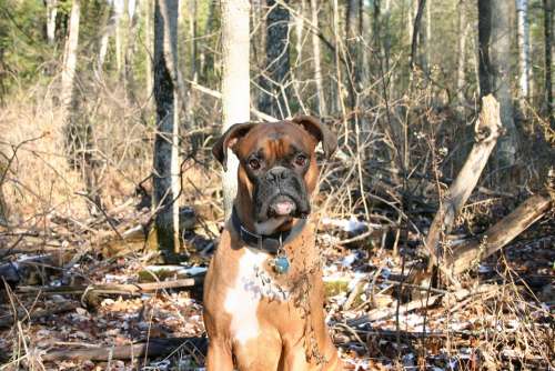 Dog Boxer Sitting Woods Canine Animal Pet Fall