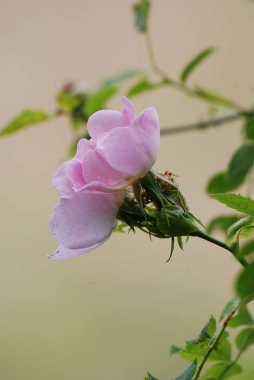 Dog Rose Wild Close Up Brier Nature