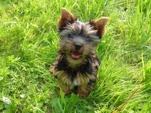 Dog Puppy Kleiner Young Trusting Yorkshire Terrier