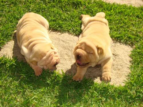 Dog Sharpei Animals Pet Cuteness