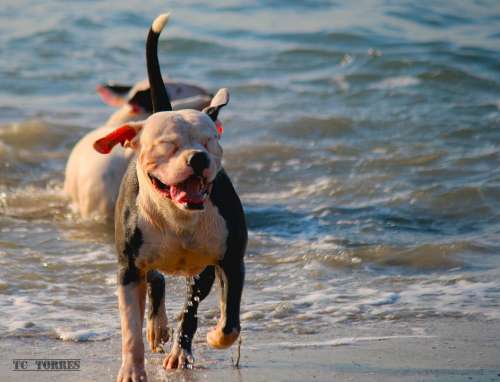 Dog Happy Beach Pet Animals